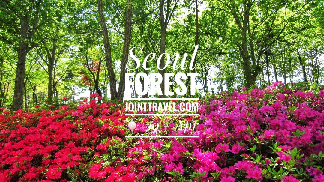 ป่ากรุงโซล (Seoul Forest)