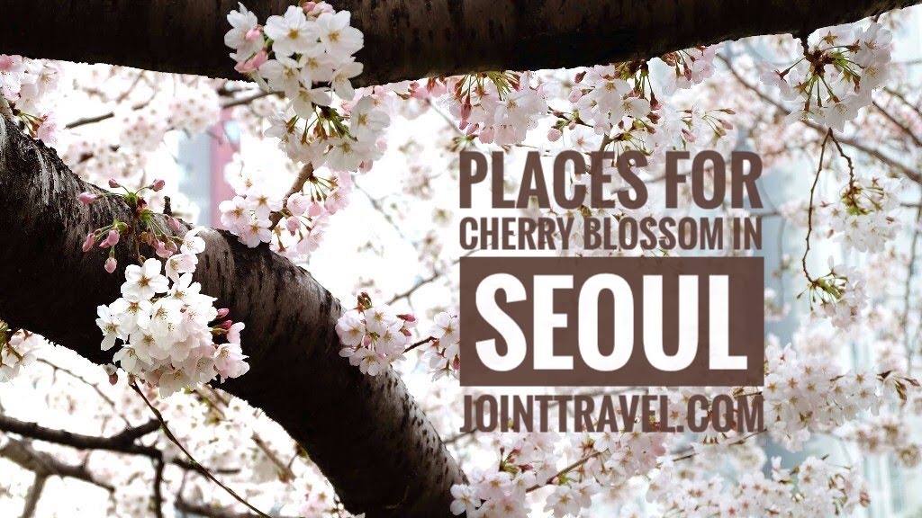 สถานที่ชมซากุระเกาหลีในโซล (Places to see Cherry Blossom or Korean Sakura in Seoul)
