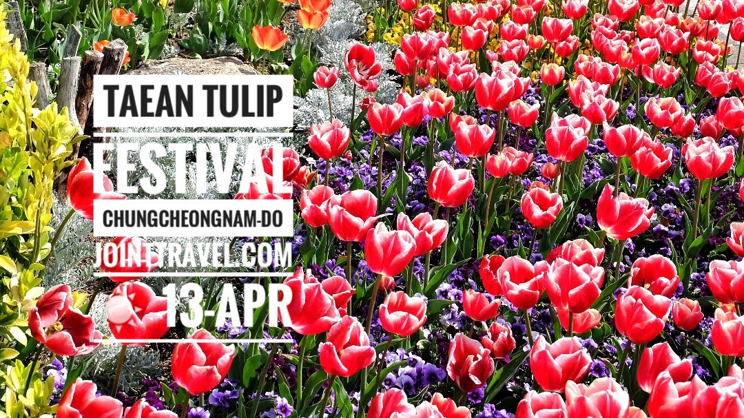 เทศกาลทิวลิปเมืองแทอัน (Taean Tulip Festival)