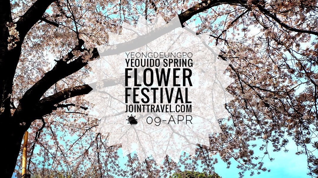 เทศกาลดอกไม้ฤดูใบไม้ผลิยอดึงโพยออีโด (Yeongdeungpo Yeouido Spring Flower Festival)